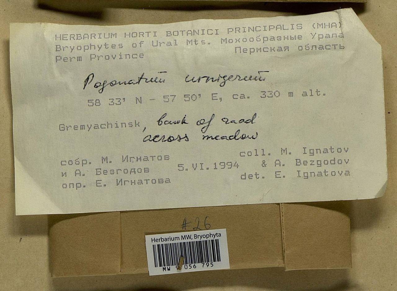 Pogonatum urnigerum (Hedw.) P. Beauv., Bryophytes, Bryophytes - Permsky Krai, Udmurt Republic, Sverdlovsk & Kirov Oblasts (B8) (Russia)