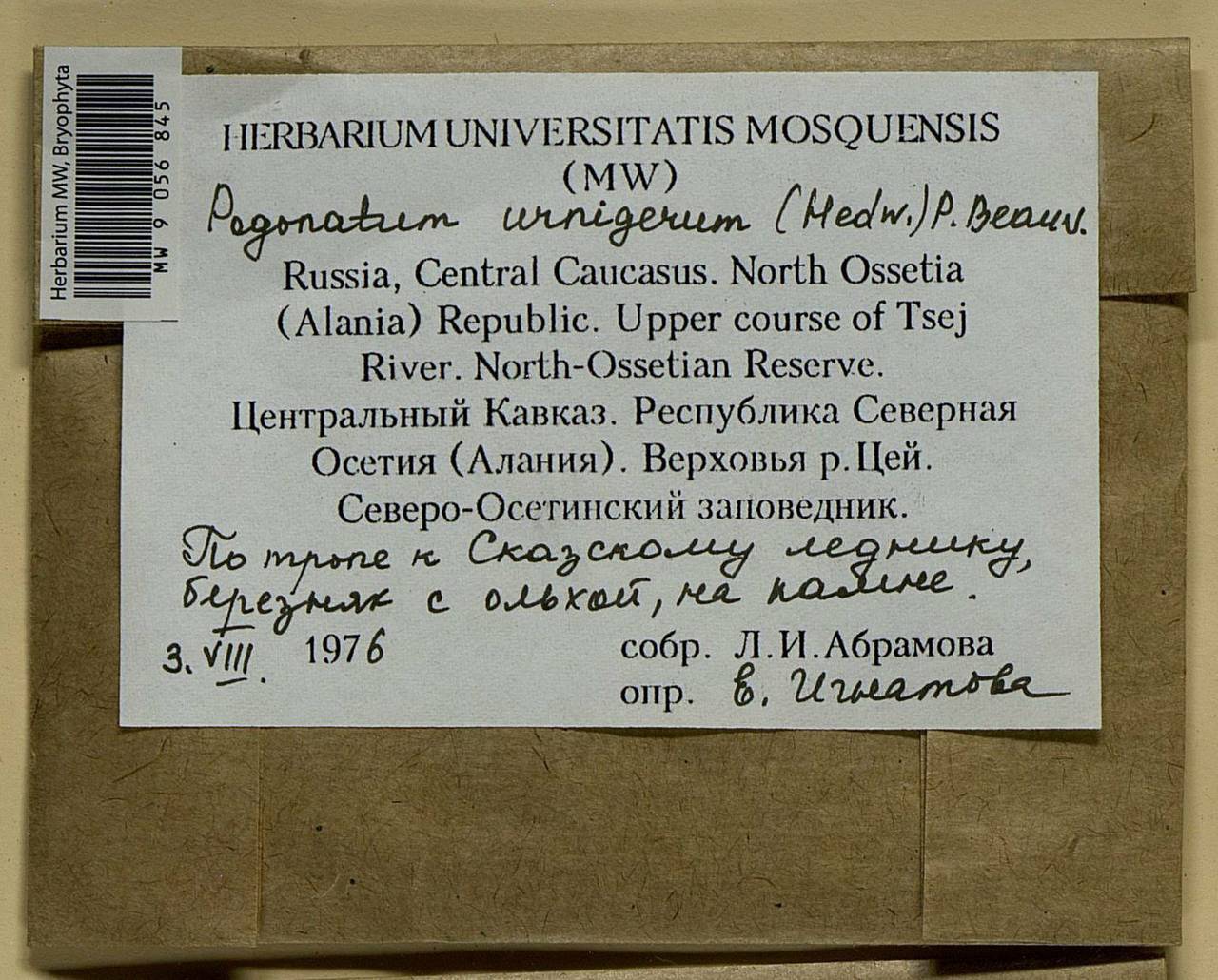 Pogonatum urnigerum (Hedw.) P. Beauv., Bryophytes, Bryophytes - North Caucasus & Ciscaucasia (B12) (Russia)