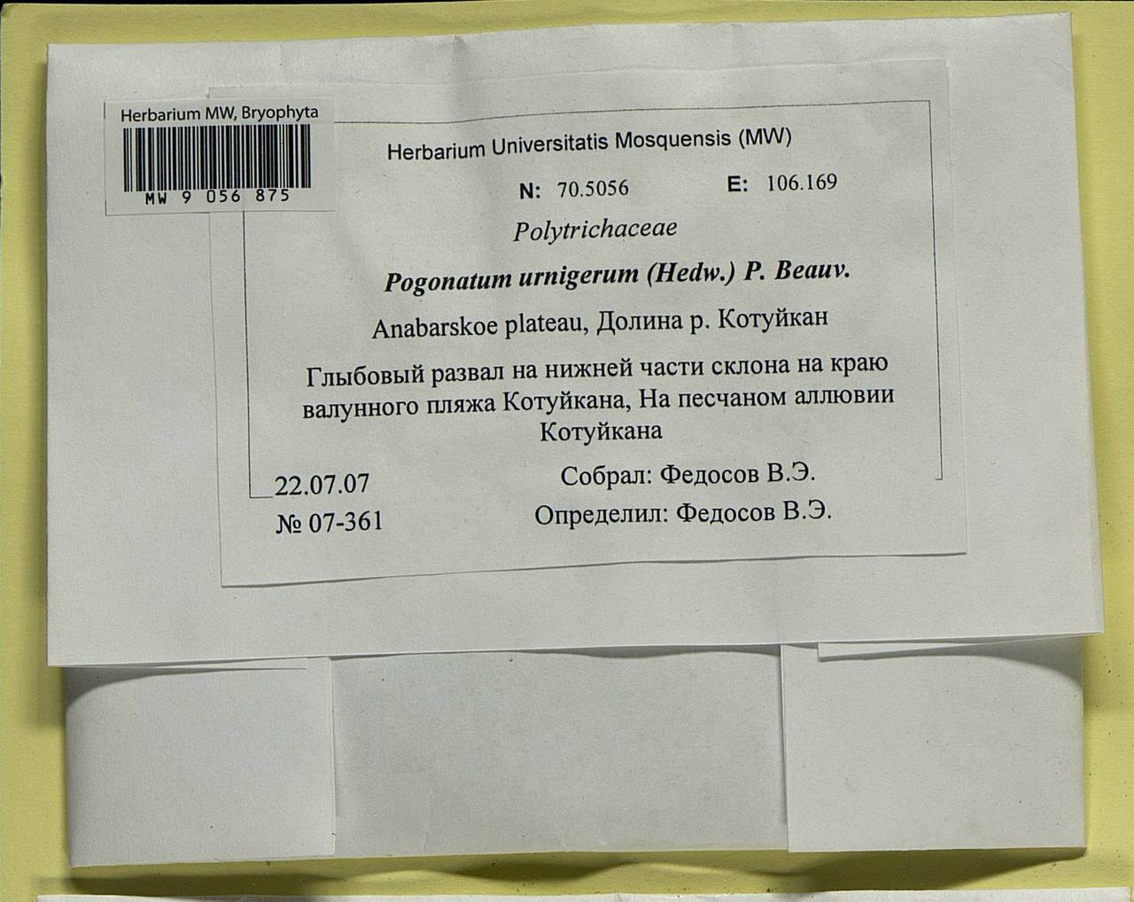 Pogonatum urnigerum (Hedw.) P. Beauv., Bryophytes, Bryophytes - Krasnoyarsk Krai, Tyva & Khakassia (B17) (Russia)