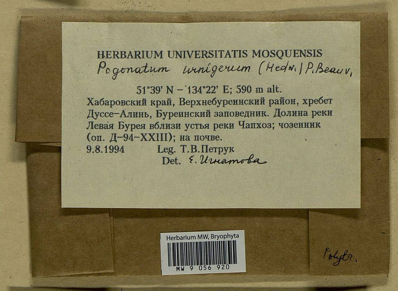Pogonatum urnigerum (Hedw.) P. Beauv., Bryophytes, Bryophytes - Russian Far East (excl. Chukotka & Kamchatka) (B20) (Russia)