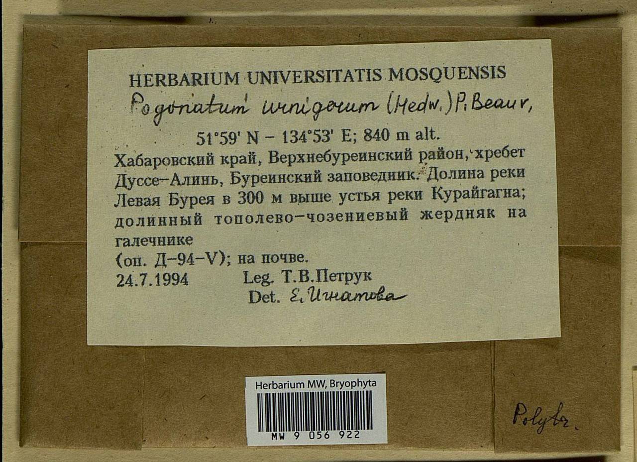 Pogonatum urnigerum (Hedw.) P. Beauv., Bryophytes, Bryophytes - Russian Far East (excl. Chukotka & Kamchatka) (B20) (Russia)