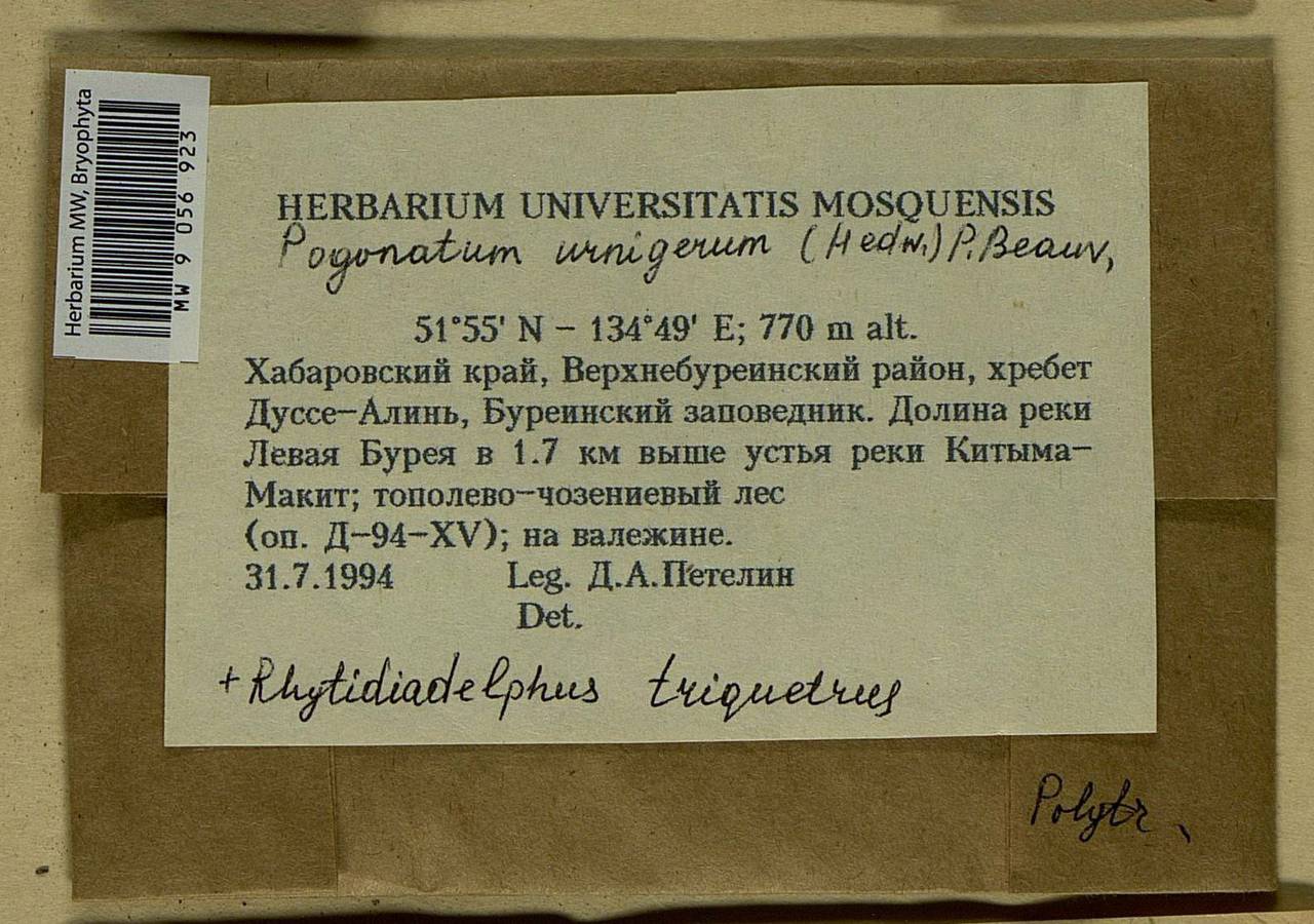 Pogonatum urnigerum (Hedw.) P. Beauv., Bryophytes, Bryophytes - Russian Far East (excl. Chukotka & Kamchatka) (B20) (Russia)