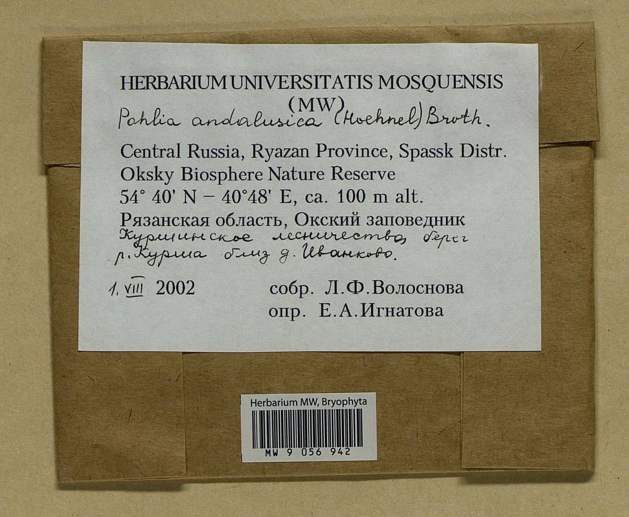 Pohlia andalusica (Höhn.) Broth., Bryophytes, Bryophytes - Middle Russia (B6) (Russia)