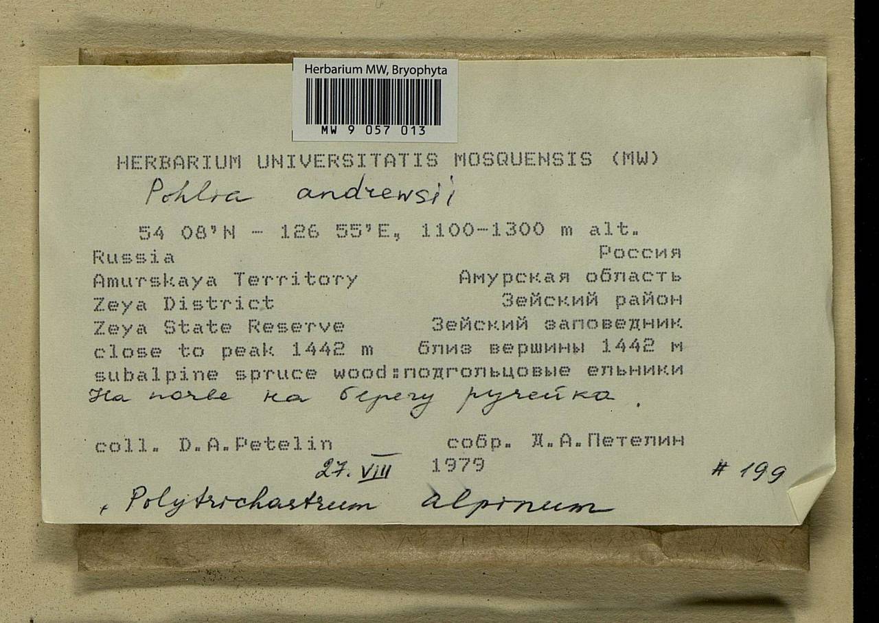 Pohlia andrewsii A.J. Shaw, Bryophytes, Bryophytes - Russian Far East (excl. Chukotka & Kamchatka) (B20) (Russia)