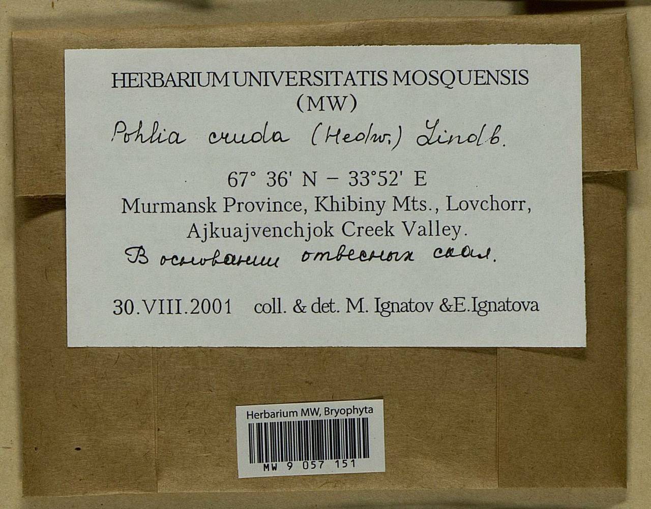 Pohlia cruda (Hedw.) Lindb., Bryophytes, Bryophytes - Karelia, Leningrad & Murmansk Oblasts (B4) (Russia)