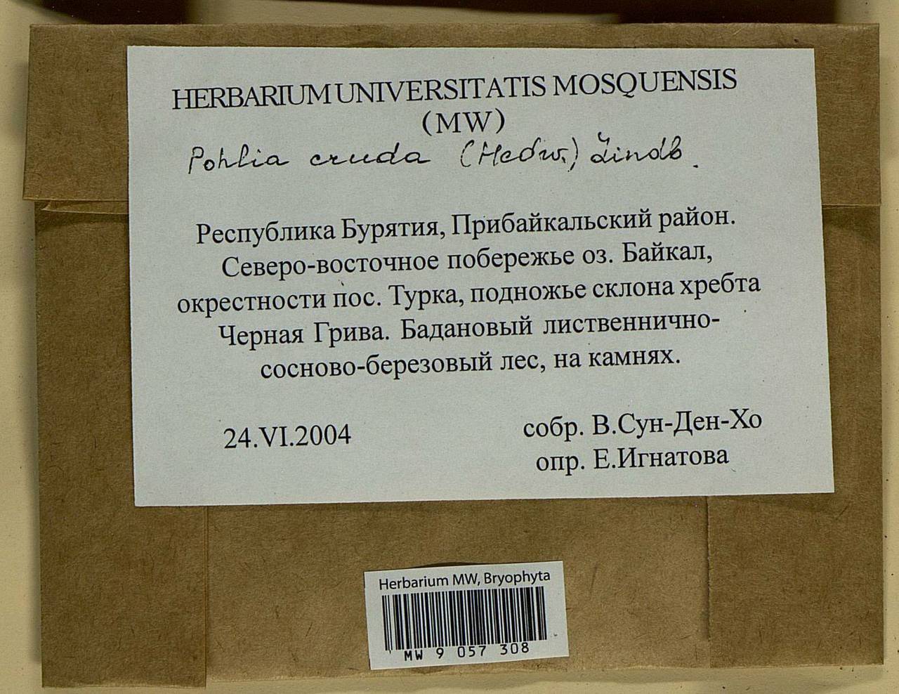 Pohlia cruda (Hedw.) Lindb., Bryophytes, Bryophytes - Baikal & Transbaikal regions (B18) (Russia)