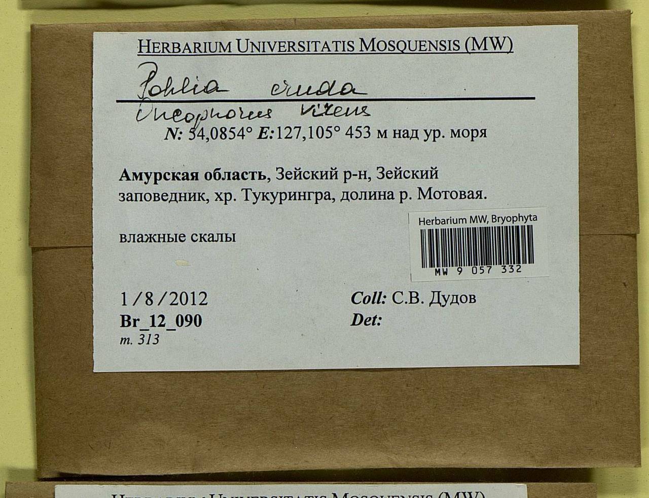 Pohlia cruda (Hedw.) Lindb., Bryophytes, Bryophytes - Russian Far East (excl. Chukotka & Kamchatka) (B20) (Russia)