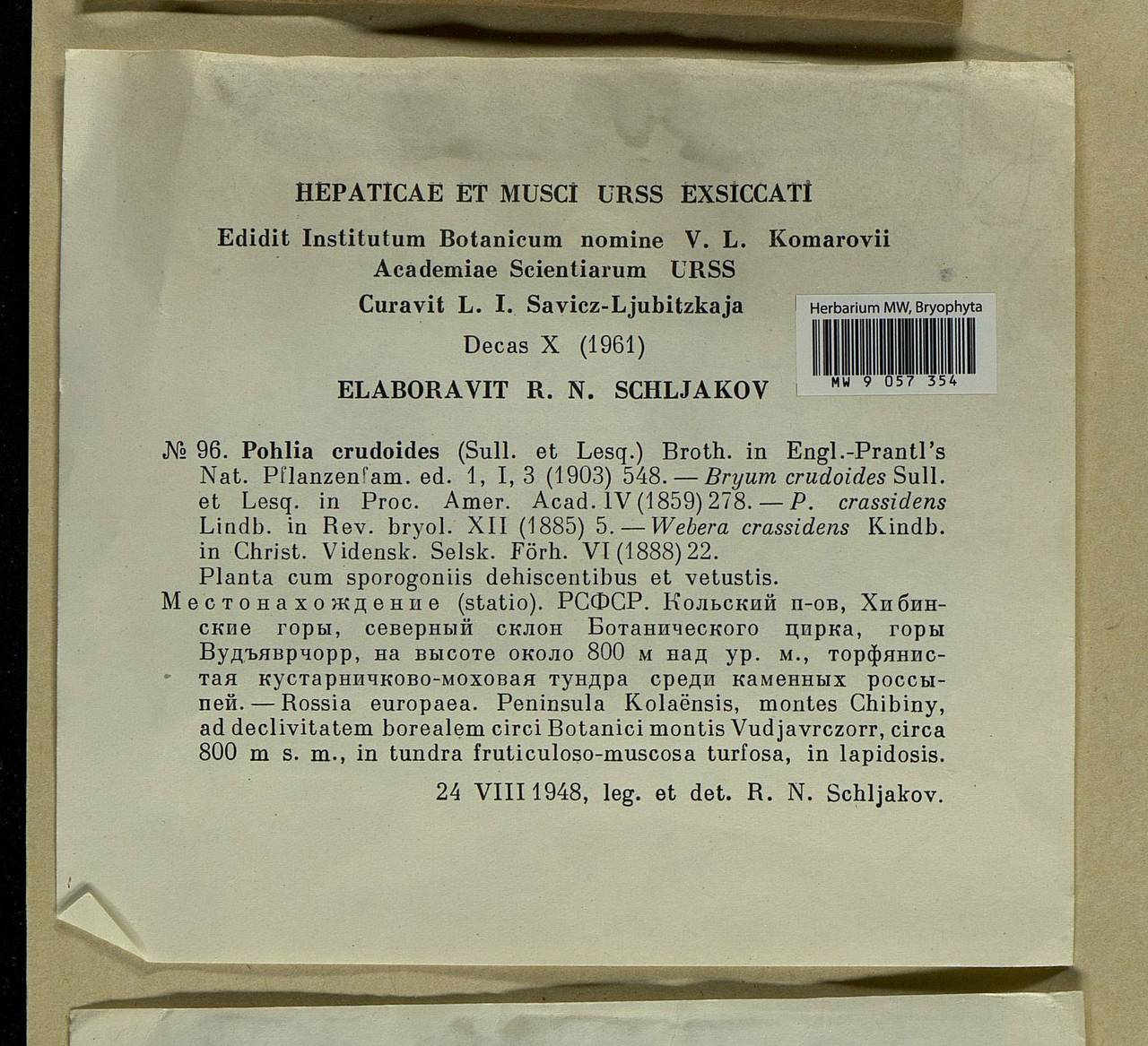 Pohlia crudoides (Sull. & Lesq.) Broth., Bryophytes, Bryophytes - Karelia, Leningrad & Murmansk Oblasts (B4) (Russia)