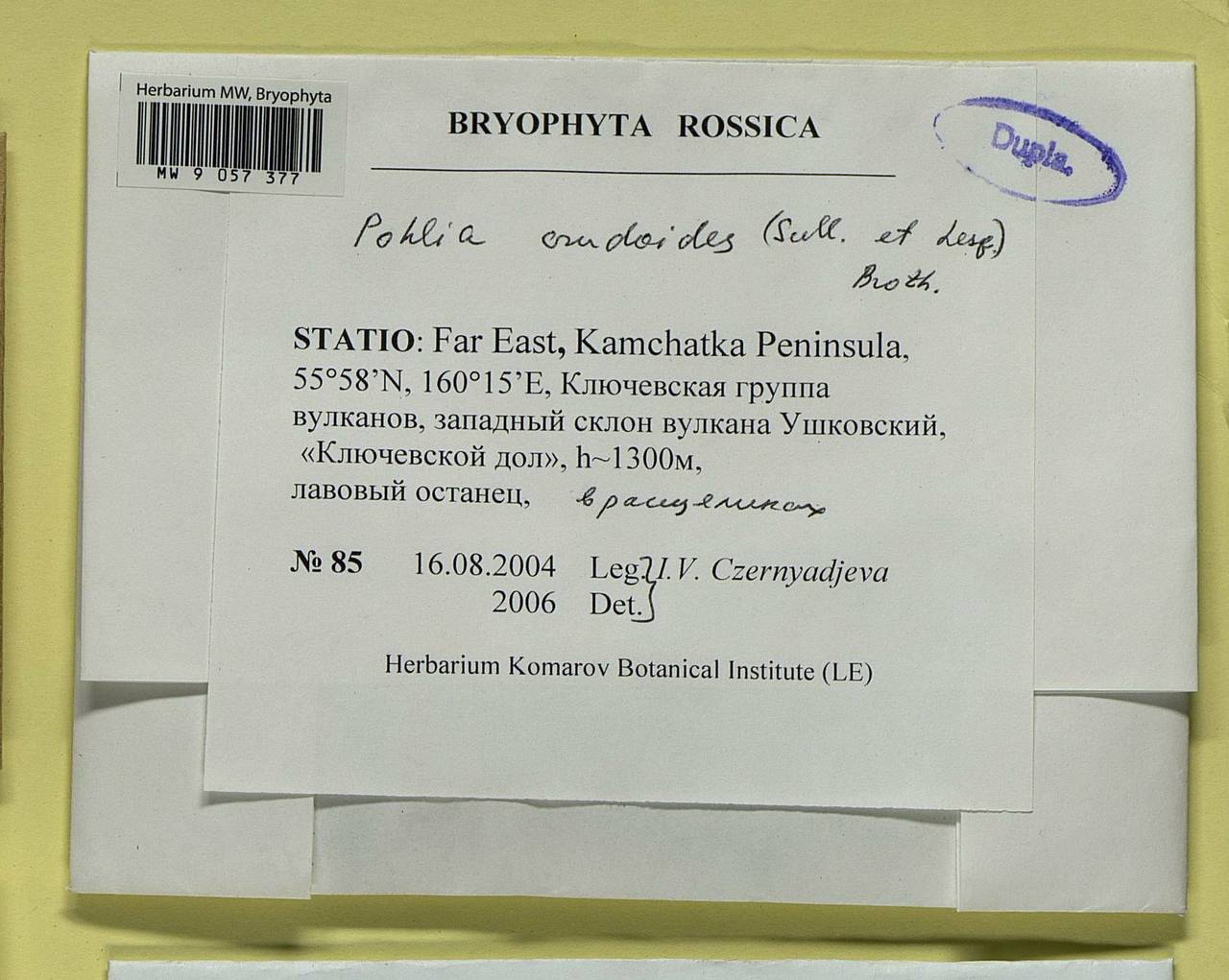 Pohlia crudoides (Sull. & Lesq.) Broth., Bryophytes, Bryophytes - Chukotka & Kamchatka (B21) (Russia)