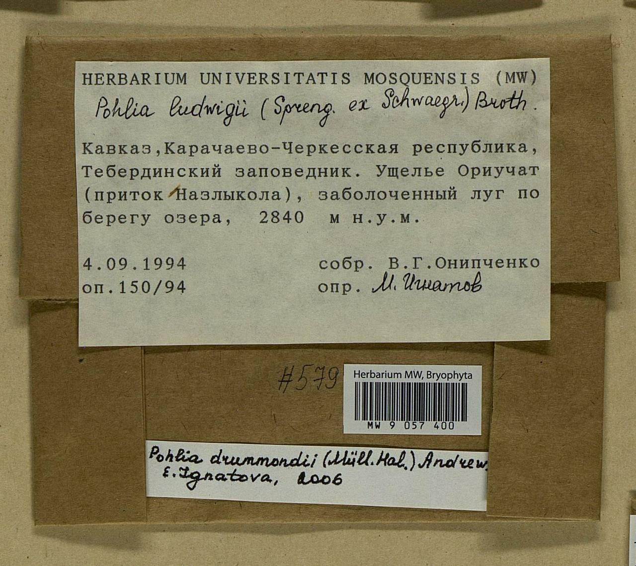 Pohlia drummondii (Müll. Hal.) A.L. Andrews, Bryophytes, Bryophytes - North Caucasus & Ciscaucasia (B12) (Russia)