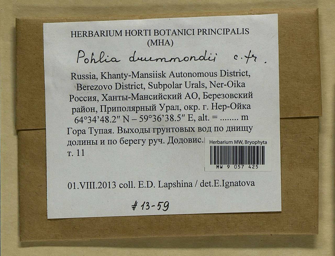 Pohlia drummondii (Müll. Hal.) A.L. Andrews, Bryophytes, Bryophytes - Western Siberia (including Altai) (B15) (Russia)