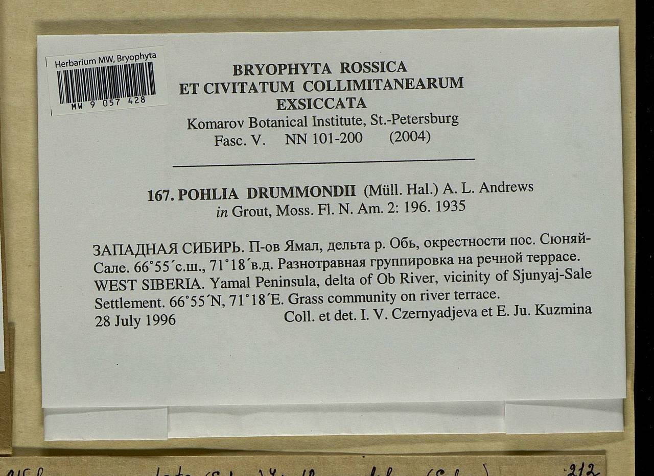 Pohlia drummondii (Müll. Hal.) A.L. Andrews, Bryophytes, Bryophytes - Western Siberia (including Altai) (B15) (Russia)