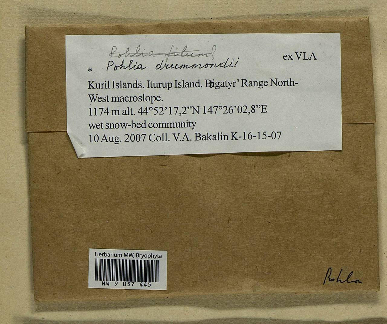 Pohlia drummondii (Müll. Hal.) A.L. Andrews, Bryophytes, Bryophytes - Russian Far East (excl. Chukotka & Kamchatka) (B20) (Russia)