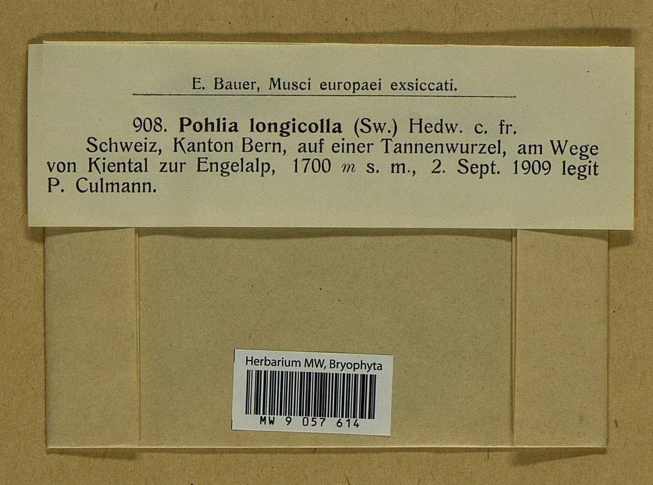 Pohlia longicolla (Hedw.) Lindb., Bryophytes, Bryophytes - Western Europe (BEu) (Switzerland)