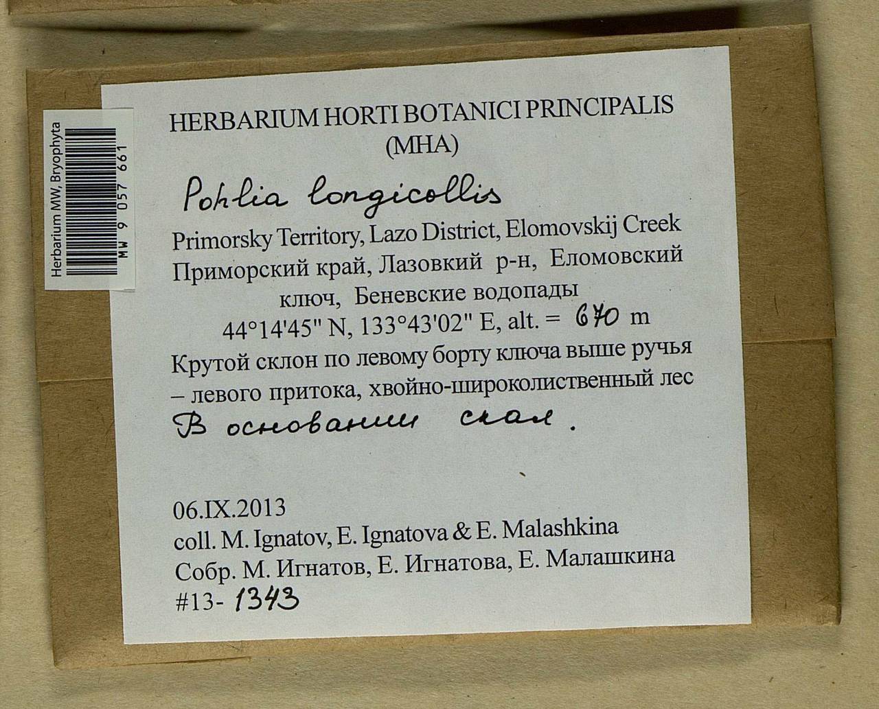 Pohlia longicolla (Hedw.) Lindb., Bryophytes, Bryophytes - Russian Far East (excl. Chukotka & Kamchatka) (B20) (Russia)