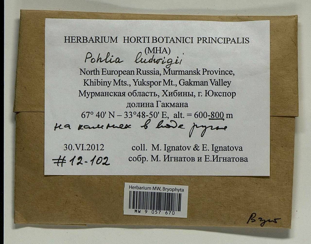 Pohlia ludwigii (Spreng. ex Schwägr.) Broth., Bryophytes, Bryophytes - Karelia, Leningrad & Murmansk Oblasts (B4) (Russia)