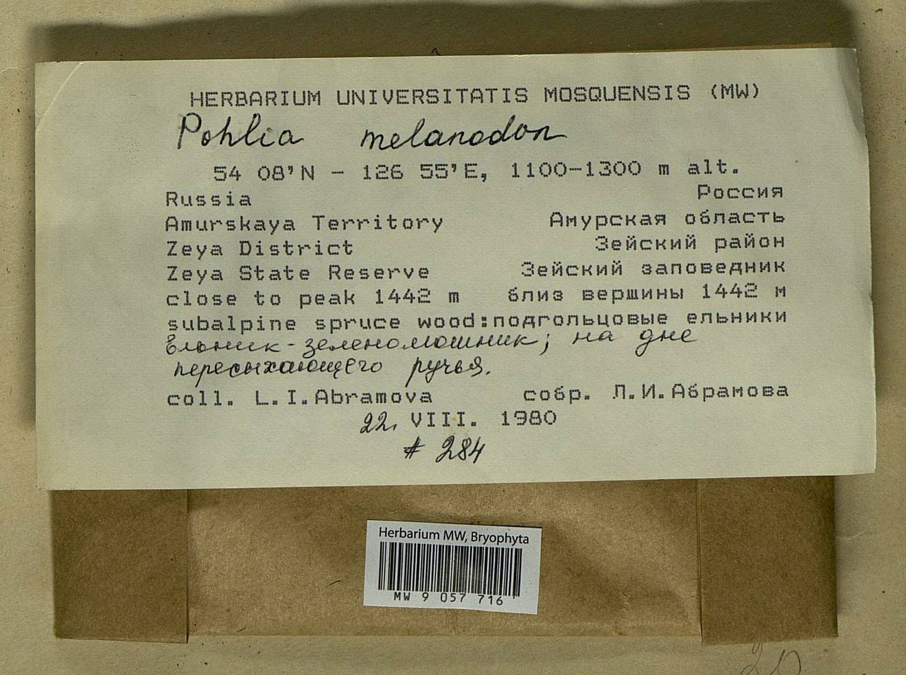 Pohlia melanodon (Brid.) A.J. Shaw, Bryophytes, Bryophytes - Russian Far East (excl. Chukotka & Kamchatka) (B20) (Russia)