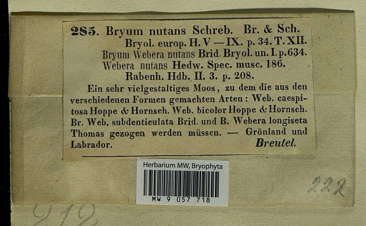 Pohlia nutans (Hedw.) Lindb., Bryophytes, Bryophytes - Western Europe (BEu) (Denmark)