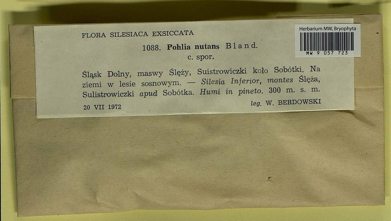 Pohlia nutans (Hedw.) Lindb., Bryophytes, Bryophytes - Western Europe (BEu) (Poland)