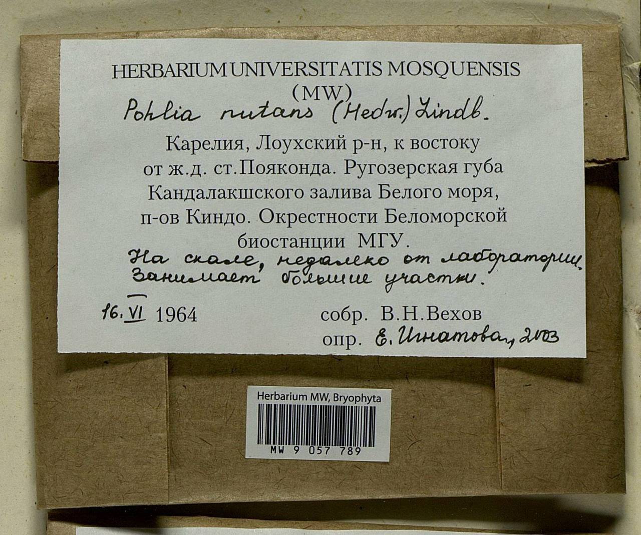 Pohlia nutans (Hedw.) Lindb., Bryophytes, Bryophytes - Karelia, Leningrad & Murmansk Oblasts (B4) (Russia)