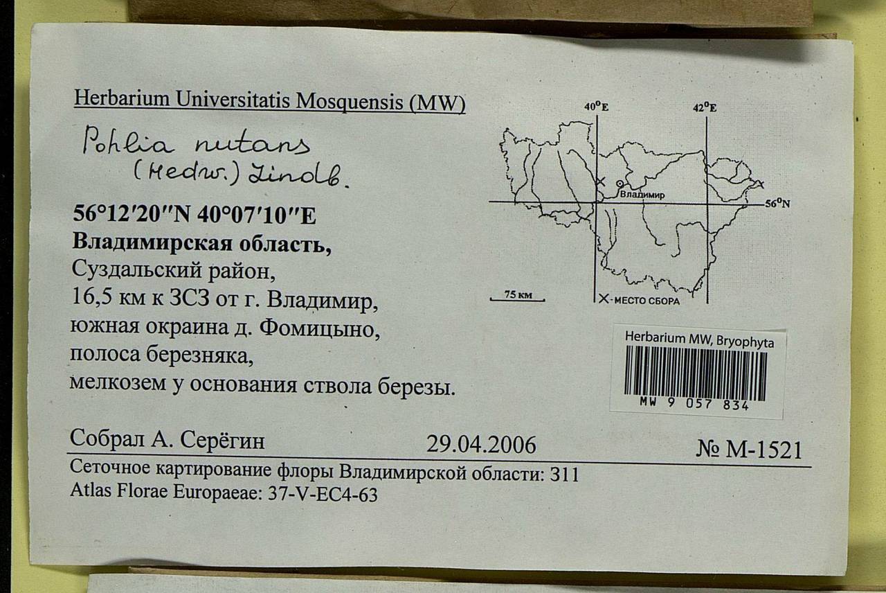 Pohlia nutans (Hedw.) Lindb., Bryophytes, Bryophytes - Middle Russia (B6) (Russia)