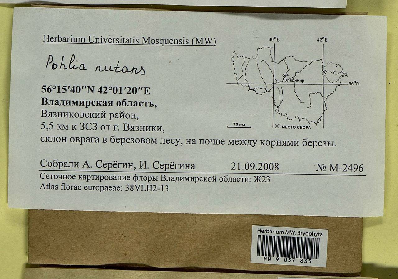 Pohlia nutans (Hedw.) Lindb., Bryophytes, Bryophytes - Middle Russia (B6) (Russia)