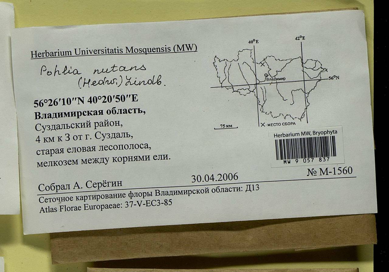 Pohlia nutans (Hedw.) Lindb., Bryophytes, Bryophytes - Middle Russia (B6) (Russia)