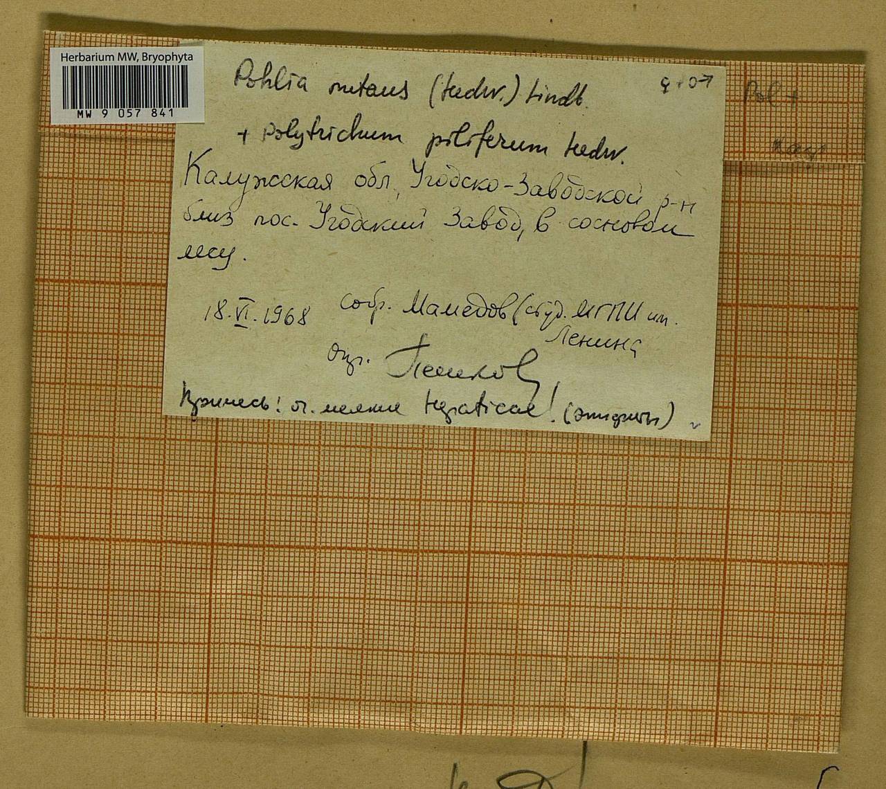 Pohlia nutans (Hedw.) Lindb., Bryophytes, Bryophytes - Middle Russia (B6) (Russia)