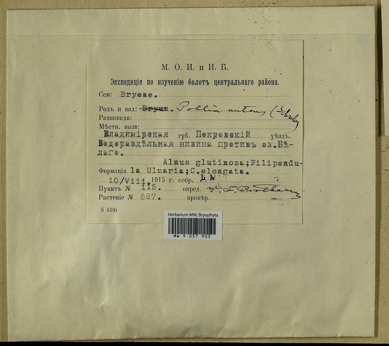 Pohlia nutans (Hedw.) Lindb., Bryophytes, Bryophytes - Middle Russia (B6) (Russia)