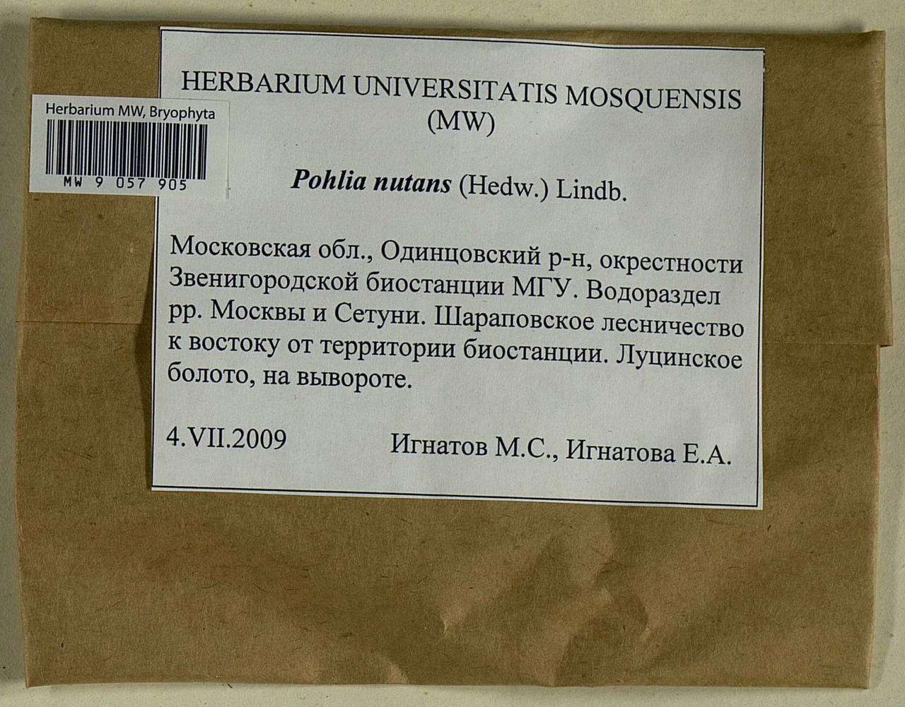 Pohlia nutans (Hedw.) Lindb., Bryophytes, Bryophytes - Moscow City & Moscow Oblast (B6a) (Russia)