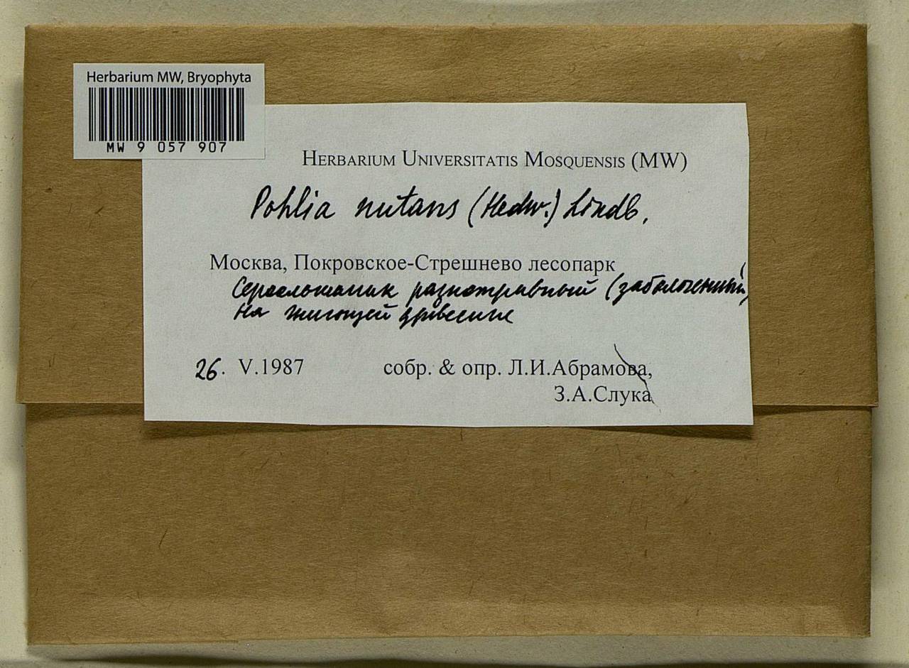 Pohlia nutans (Hedw.) Lindb., Bryophytes, Bryophytes - Moscow City & Moscow Oblast (B6a) (Russia)