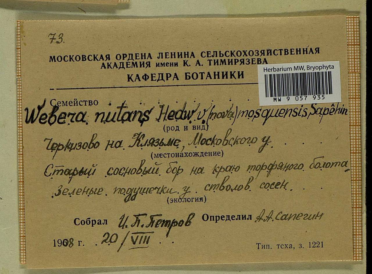 Pohlia nutans (Hedw.) Lindb., Bryophytes, Bryophytes - Moscow City & Moscow Oblast (B6a) (Russia)