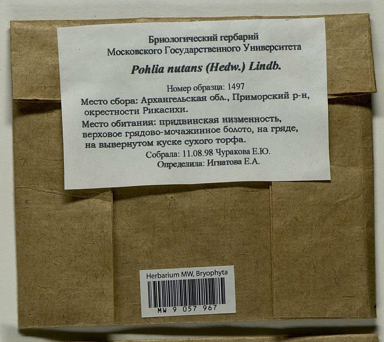 Pohlia nutans (Hedw.) Lindb., Bryophytes, Bryophytes - European North East (B7) (Russia)