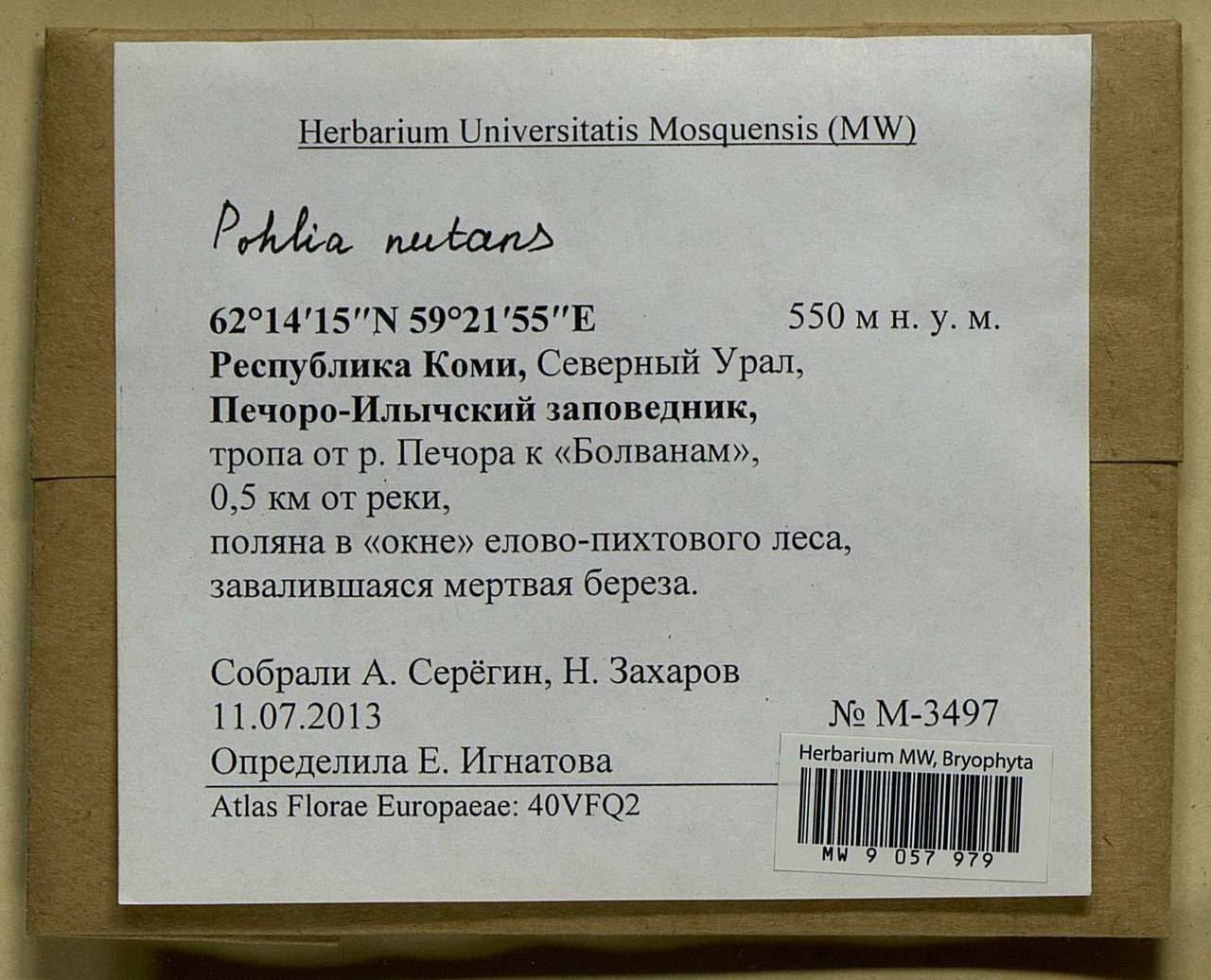 Pohlia nutans (Hedw.) Lindb., Bryophytes, Bryophytes - European North East (B7) (Russia)