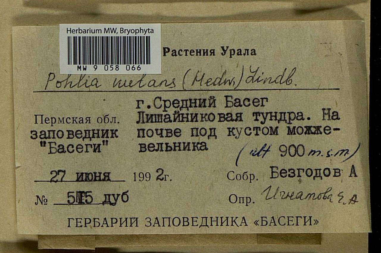 Pohlia nutans (Hedw.) Lindb., Bryophytes, Bryophytes - Permsky Krai, Udmurt Republic, Sverdlovsk & Kirov Oblasts (B8) (Russia)