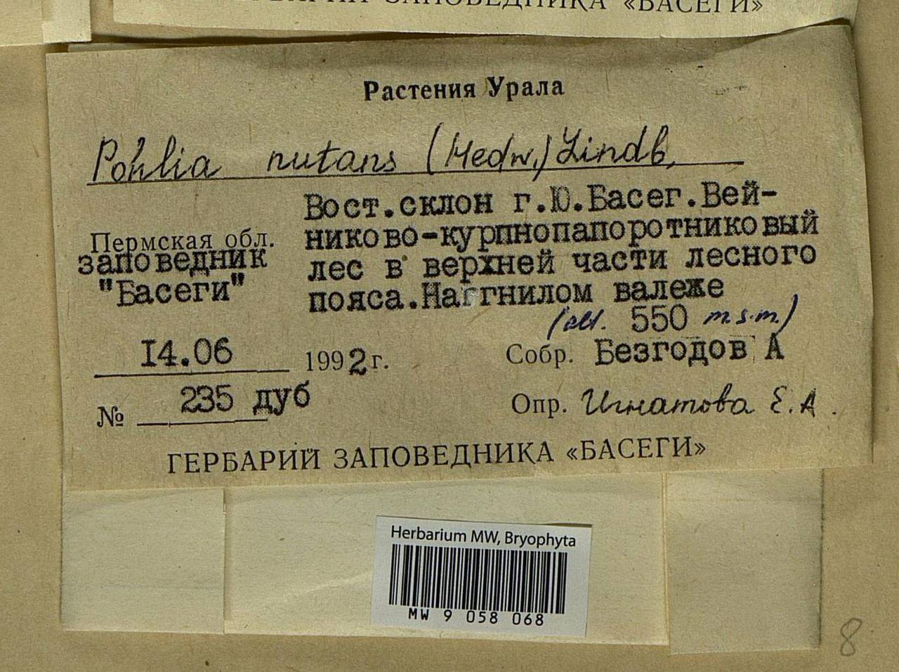 Pohlia nutans (Hedw.) Lindb., Bryophytes, Bryophytes - Permsky Krai, Udmurt Republic, Sverdlovsk & Kirov Oblasts (B8) (Russia)