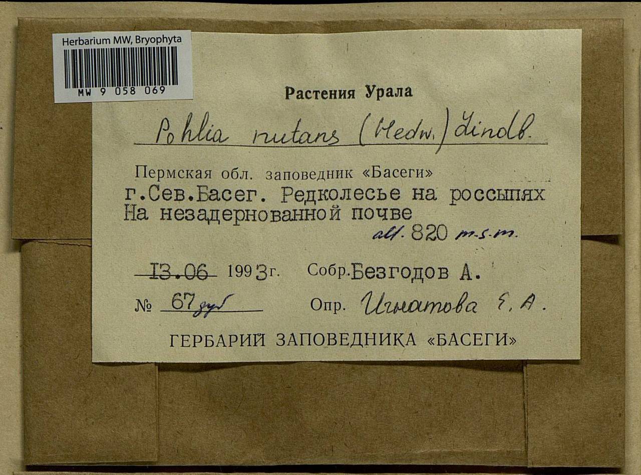 Pohlia nutans (Hedw.) Lindb., Bryophytes, Bryophytes - Permsky Krai, Udmurt Republic, Sverdlovsk & Kirov Oblasts (B8) (Russia)