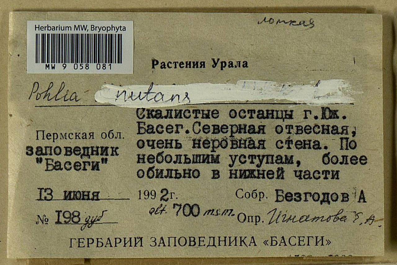 Pohlia nutans (Hedw.) Lindb., Bryophytes, Bryophytes - Permsky Krai, Udmurt Republic, Sverdlovsk & Kirov Oblasts (B8) (Russia)