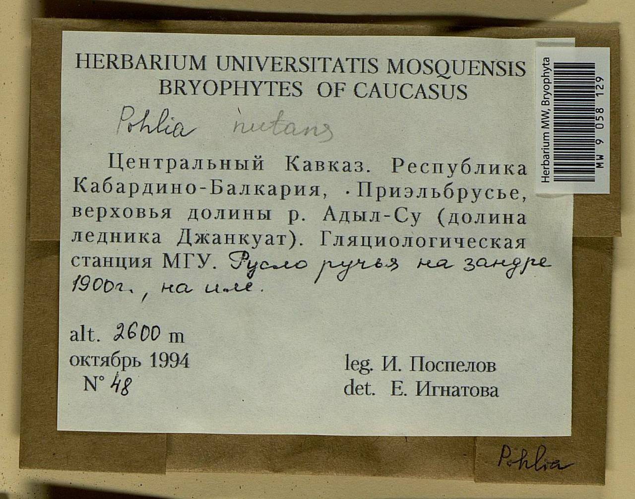 Pohlia nutans (Hedw.) Lindb., Bryophytes, Bryophytes - North Caucasus & Ciscaucasia (B12) (Russia)