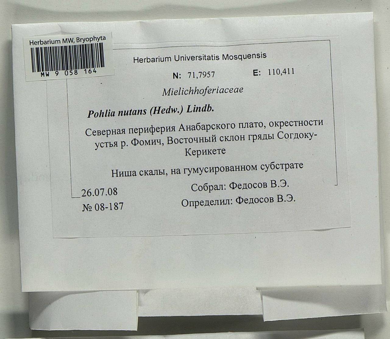 Pohlia nutans (Hedw.) Lindb., Bryophytes, Bryophytes - Krasnoyarsk Krai, Tyva & Khakassia (B17) (Russia)