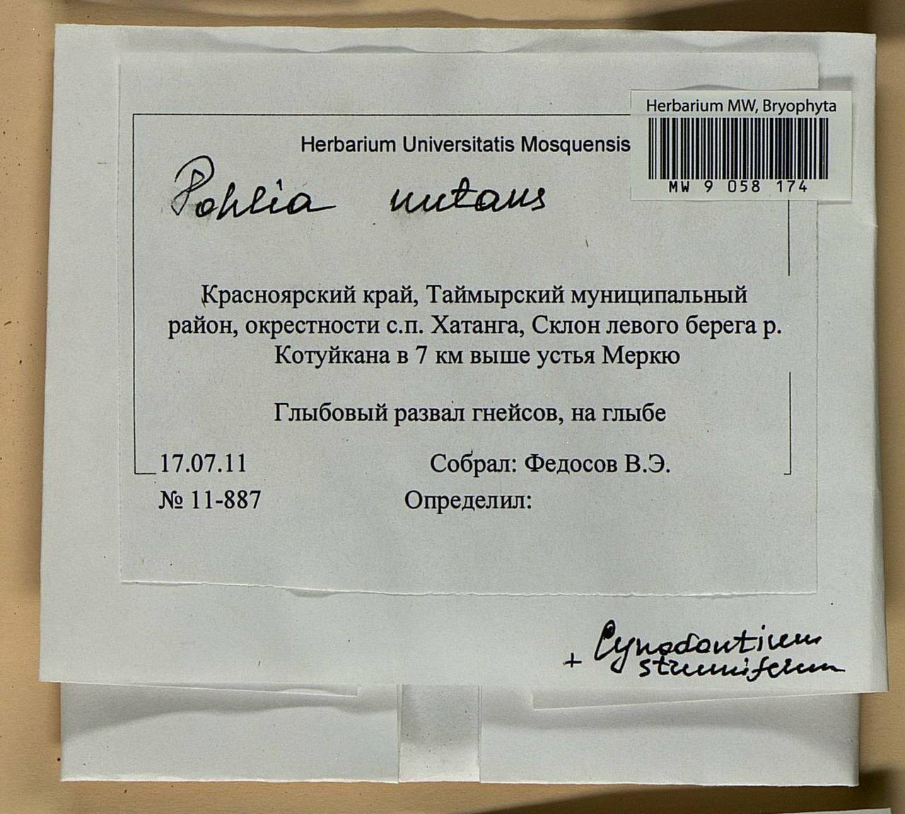 Pohlia nutans (Hedw.) Lindb., Bryophytes, Bryophytes - Krasnoyarsk Krai, Tyva & Khakassia (B17) (Russia)