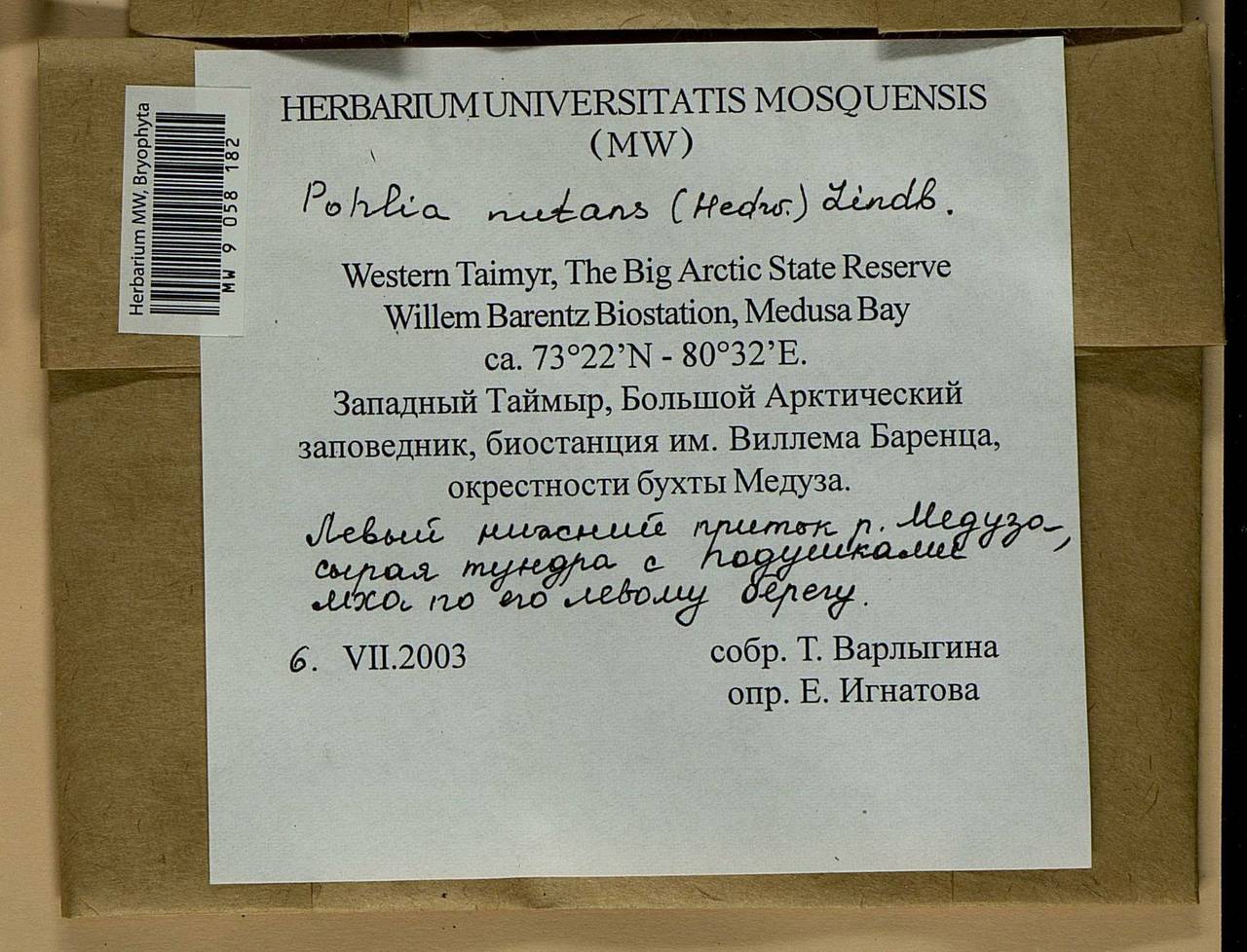 Pohlia nutans (Hedw.) Lindb., Bryophytes, Bryophytes - Krasnoyarsk Krai, Tyva & Khakassia (B17) (Russia)