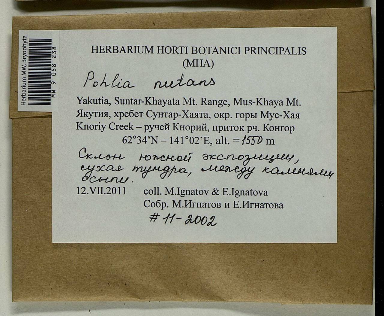 Pohlia nutans (Hedw.) Lindb., Bryophytes, Bryophytes - Yakutia (B19) (Russia)