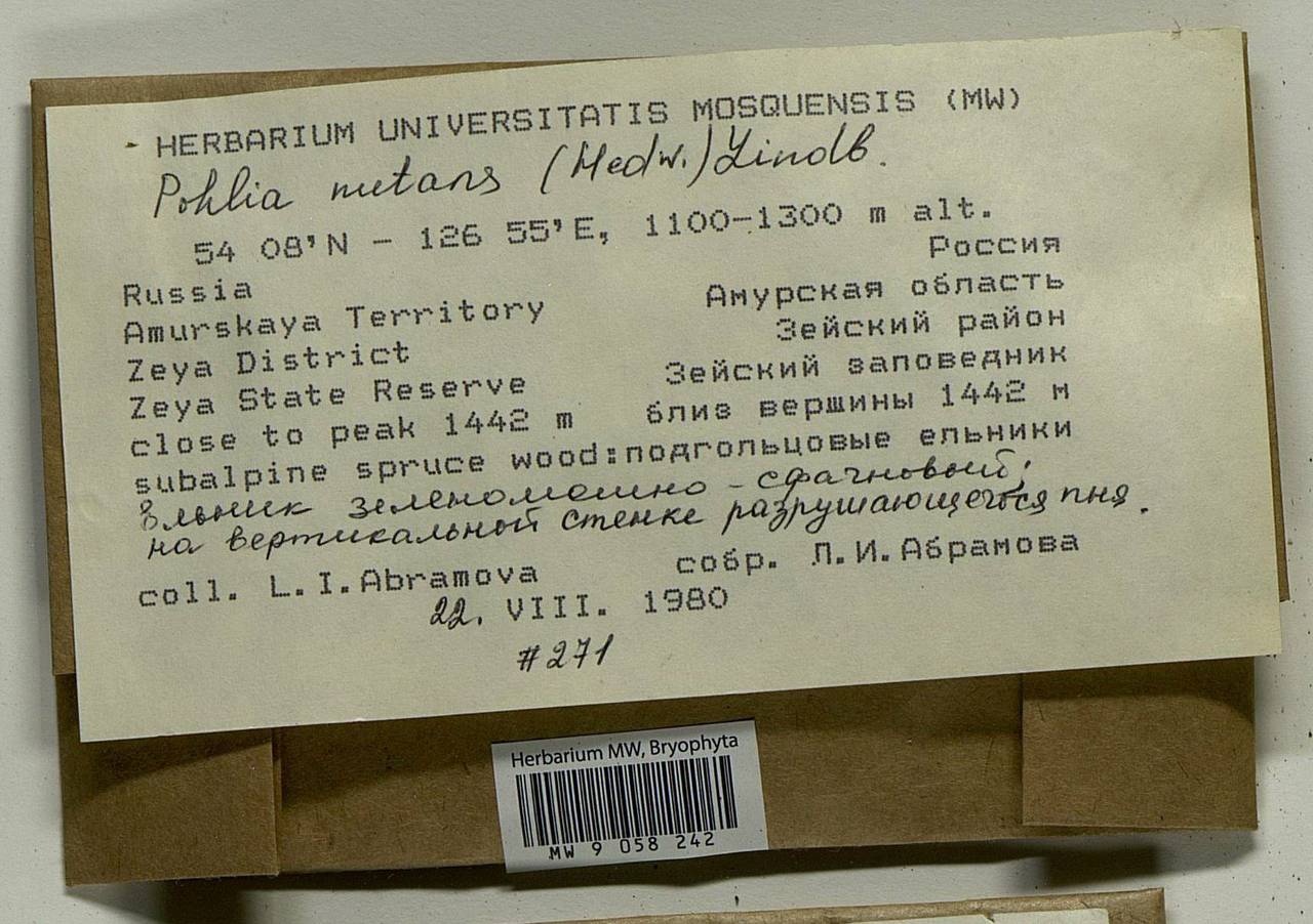 Pohlia nutans (Hedw.) Lindb., Bryophytes, Bryophytes - Russian Far East (excl. Chukotka & Kamchatka) (B20) (Russia)