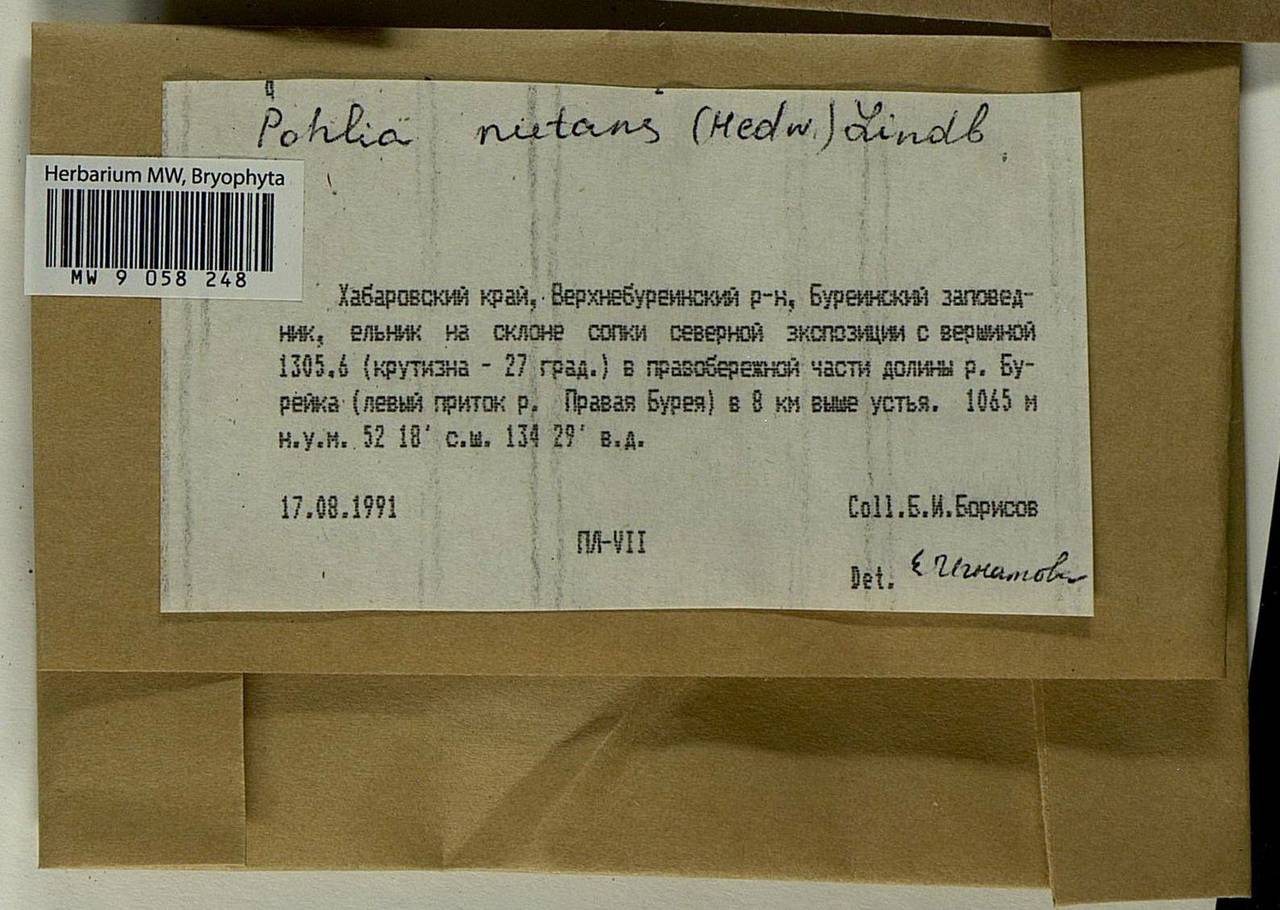 Pohlia nutans (Hedw.) Lindb., Bryophytes, Bryophytes - Russian Far East (excl. Chukotka & Kamchatka) (B20) (Russia)