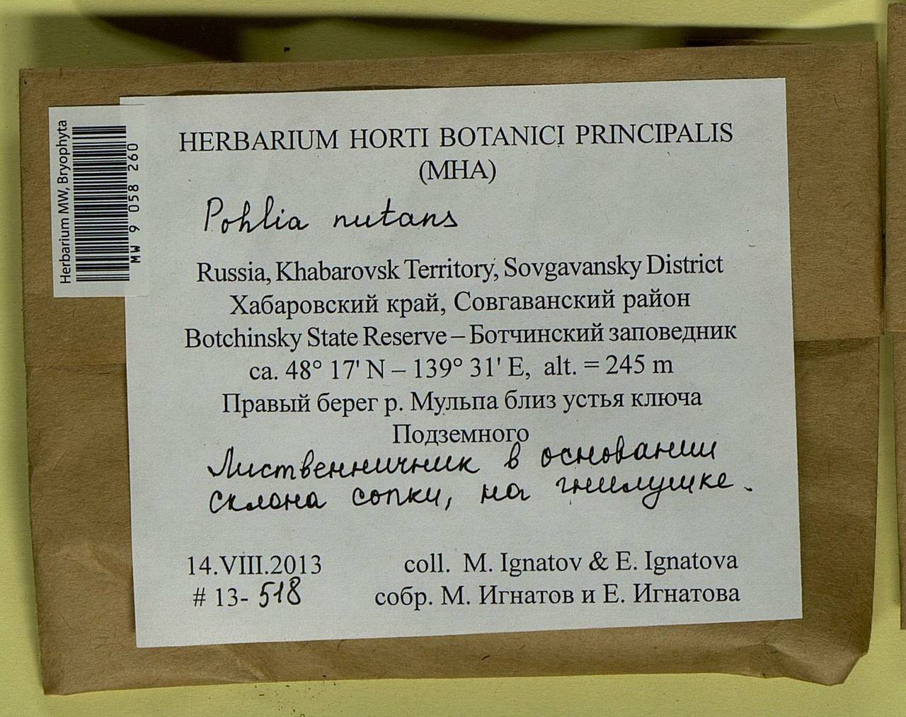 Pohlia nutans (Hedw.) Lindb., Bryophytes, Bryophytes - Russian Far East (excl. Chukotka & Kamchatka) (B20) (Russia)