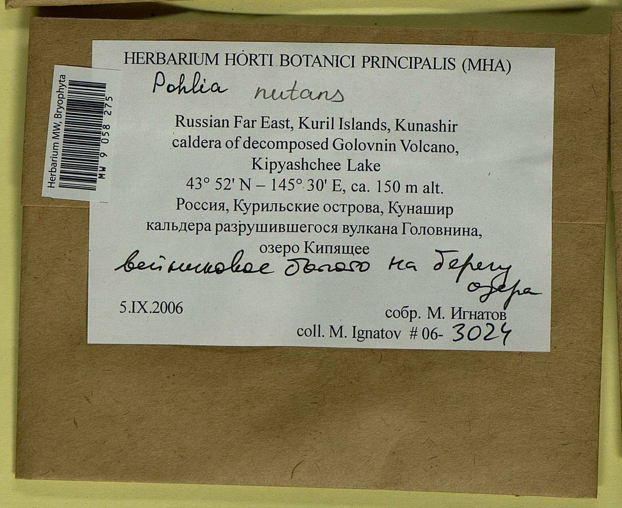 Pohlia nutans (Hedw.) Lindb., Bryophytes, Bryophytes - Russian Far East (excl. Chukotka & Kamchatka) (B20) (Russia)