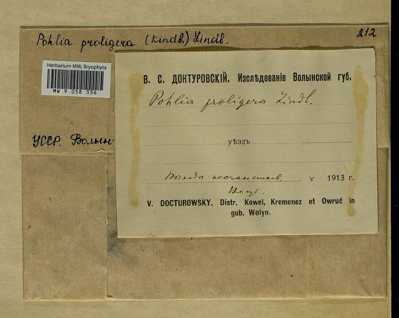 Pohlia proligera (Kindb. ex Breidl.) Lindb. ex Arnell, Bryophytes, Bryophytes - Ukraine & Moldova (B3) (Ukraine)