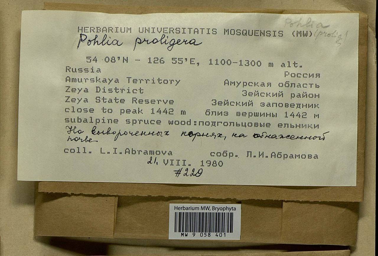 Pohlia proligera (Kindb. ex Breidl.) Lindb. ex Arnell, Bryophytes, Bryophytes - Russian Far East (excl. Chukotka & Kamchatka) (B20) (Russia)