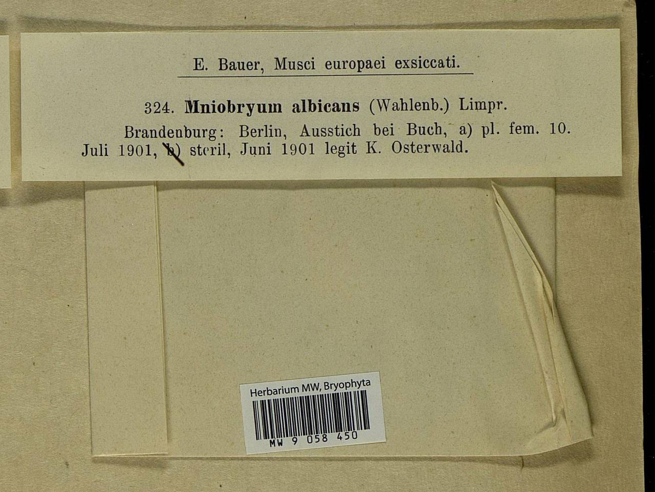 Pohlia wahlenbergii (F. Weber & D. Mohr) A.L. Andrews, Bryophytes, Bryophytes - Western Europe (BEu) (Germany)
